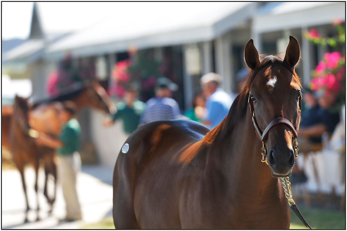9 Interesting Notes about the Keeneland September Yearling Sale Keeneland
